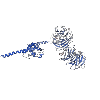 30574_7d4i_B3_v1-0
Cryo-EM structure of 90S small ribosomal precursors complex with the DEAH-box RNA helicase Dhr1 (State F)