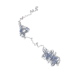 30584_7d5s_A5_v1-0
Cryo-EM structure of 90S preribosome with inactive Utp24 (state A2)