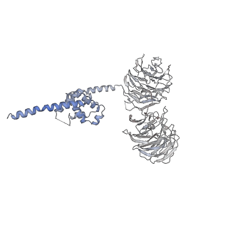 30584_7d5s_B3_v1-0
Cryo-EM structure of 90S preribosome with inactive Utp24 (state A2)
