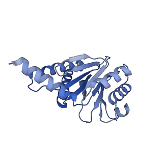 27224_8d6w_F_v1-2
Structure of the Mycobacterium tuberculosis 20S proteasome bound to the C-terminal GQYL motif of the ADP-bound Mpa ATPase