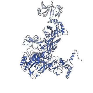 30604_7d7c_C_v1-1
CryoEM structure of gp55-dependent RNA polymerase-promoter open complex