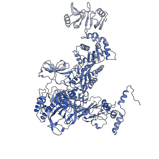 30604_7d7c_C_v1-2
CryoEM structure of gp55-dependent RNA polymerase-promoter open complex