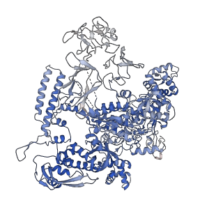 30604_7d7c_D_v1-1
CryoEM structure of gp55-dependent RNA polymerase-promoter open complex