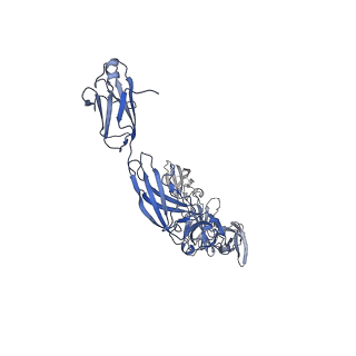 27244_8d82_E_v1-0
Cryo-EM structure of human IL-6 signaling complex in detergent: model containing full extracellular domains