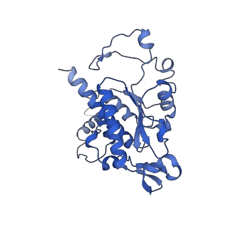 27251_8d8l_B_v1-2
Yeast mitochondrial small subunit assembly intermediate (State 3)