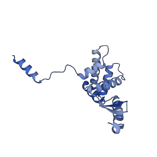 27251_8d8l_G_v1-2
Yeast mitochondrial small subunit assembly intermediate (State 3)