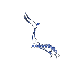 30612_7d84_A_v1-0
34-fold symmetry Salmonella S ring formed by full-length FliF