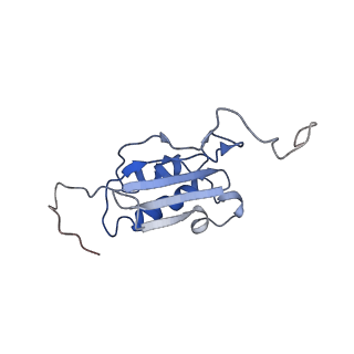 7834_6d90_PP_v1-2
Mammalian 80S ribosome with a double translocated CrPV-IRES, P-site tRNA and eRF1.