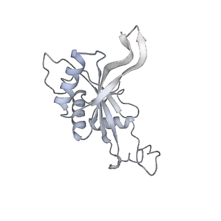 7836_6d9j_J_v1-2
Mammalian 80S ribosome with a double translocated CrPV-IRES, P-sitetRNA and eRF1.