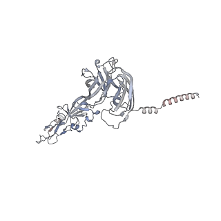 27271_8dan_D_v1-0
CryoEM structure of Western equine encephalitis virus VLP in complex with the avian MXRA8 receptor