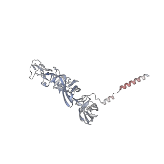 27271_8dan_J_v1-0
CryoEM structure of Western equine encephalitis virus VLP in complex with the avian MXRA8 receptor