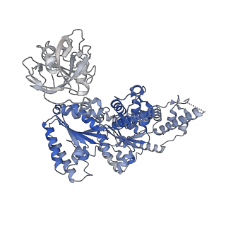 27276_8dau_A_v1-1
Saccharomyces cerevisiae Ufd1/Npl4/Cdc48 complex bound to two folded ubiquitin moieties and one unfolded ubiquitin in presence of SUMO-ubiquitin(K48polyUb)-mEOS and ATP, state 1 (uA)