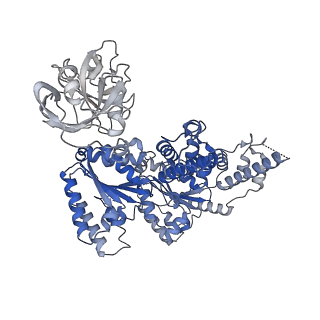 27277_8dav_A_v1-1
Saccharomyces cerevisiae Ufd1/Npl4/Cdc48 complex bound to two ubiquitin moieties and one unfolded ubiquitin in presence of SUMO-ubiquitin(K48polyUb)-mEOS and ATP, state 2 (uC)