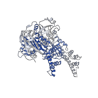 27277_8dav_B_v1-1
Saccharomyces cerevisiae Ufd1/Npl4/Cdc48 complex bound to two ubiquitin moieties and one unfolded ubiquitin in presence of SUMO-ubiquitin(K48polyUb)-mEOS and ATP, state 2 (uC)