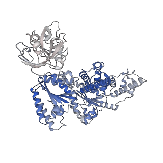 27278_8daw_A_v1-1
Saccharomyces cerevisiae Ufd1/Npl4/Cdc48 complex bound to three ubiquitin moieties and one unfolded ubiquitin in presence of SUMO-ubiquitin(K48polyUb)-mEOS and ATP, state 2 (uD)