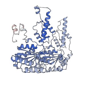 27278_8daw_F_v1-1
Saccharomyces cerevisiae Ufd1/Npl4/Cdc48 complex bound to three ubiquitin moieties and one unfolded ubiquitin in presence of SUMO-ubiquitin(K48polyUb)-mEOS and ATP, state 2 (uD)