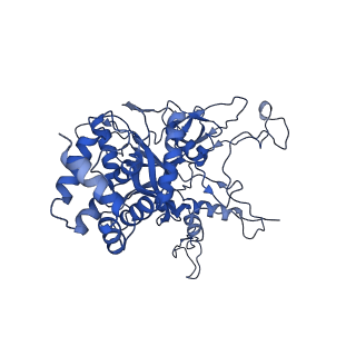 27278_8daw_G_v1-1
Saccharomyces cerevisiae Ufd1/Npl4/Cdc48 complex bound to three ubiquitin moieties and one unfolded ubiquitin in presence of SUMO-ubiquitin(K48polyUb)-mEOS and ATP, state 2 (uD)