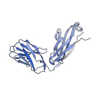 30636_7dce_H_v1-0
Cryo-EM structure of human XKR8-basigin complex bound to Fab fragment