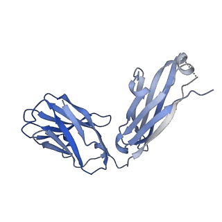30636_7dce_H_v2-0
Cryo-EM structure of human XKR8-basigin complex bound to Fab fragment