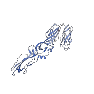 27396_8der_F_v1-0
Cryo-EM local refinement of antibody SKV16 in complex with VEEV alphavirus spike glycoprotein