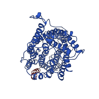 30657_7deg_D_v1-0
Cryo-EM structure of a heme-copper terminal oxidase dimer provides insights into its catalytic mechanism