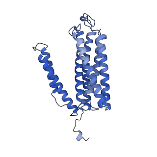 27430_8dh6_c_v1-1
Cryo-EM structure of Saccharomyces cerevisiae cytochrome c oxidase (Complex IV) extracted in lipid nanodiscs