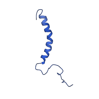 27430_8dh6_h_v1-1
Cryo-EM structure of Saccharomyces cerevisiae cytochrome c oxidase (Complex IV) extracted in lipid nanodiscs