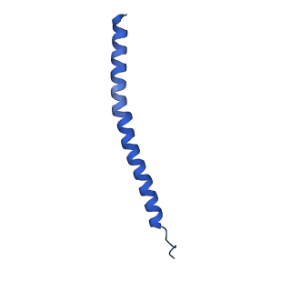 27430_8dh6_i_v1-1
Cryo-EM structure of Saccharomyces cerevisiae cytochrome c oxidase (Complex IV) extracted in lipid nanodiscs