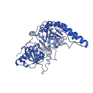 27431_8dh7_A_v1-1
Cryo-EM structure of Saccharomyces cerevisiae Succinyl-CoA:acetate CoA-transferase (Ach1p)