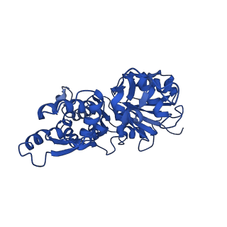 7936_6djm_D_v1-2
Cryo-EM structure of AMPPNP-actin filaments