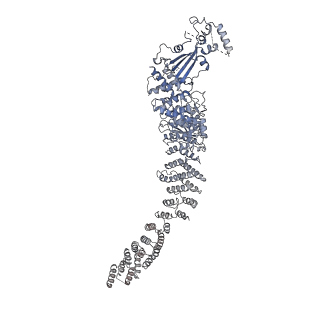 30708_7dl2_B_v1-2
Cryo-EM structure of human TSC complex