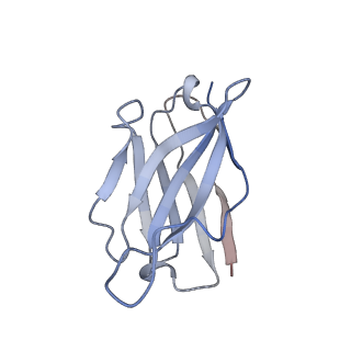 27538_8dmh_J_v1-1
Lymphocytic choriomeningitis virus glycoprotein in complex with neutralizing antibody M28