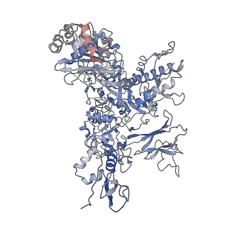 30779_7dn3_B_v1-1
Structure of Human RNA Polymerase III elongation complex