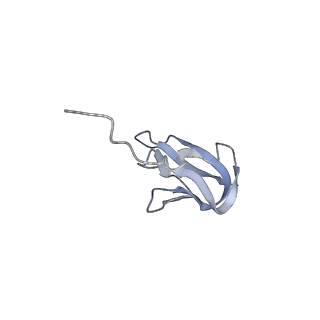 7970_6dnc_AA_v1-3
E.coli RF1 bound to E.coli 70S ribosome in response to UAU sense A-site codon