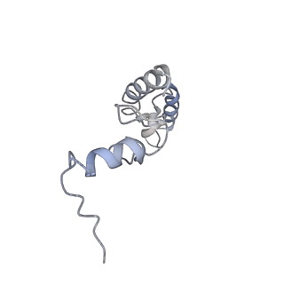 7970_6dnc_AB_v1-4
E.coli RF1 bound to E.coli 70S ribosome in response to UAU sense A-site codon