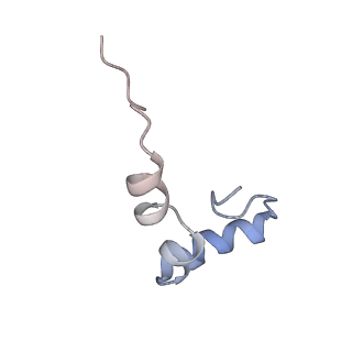 7970_6dnc_HA_v1-3
E.coli RF1 bound to E.coli 70S ribosome in response to UAU sense A-site codon
