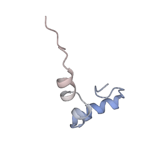 7970_6dnc_HA_v1-4
E.coli RF1 bound to E.coli 70S ribosome in response to UAU sense A-site codon