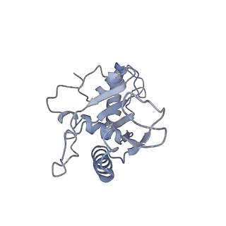 7970_6dnc_I_v1-4
E.coli RF1 bound to E.coli 70S ribosome in response to UAU sense A-site codon