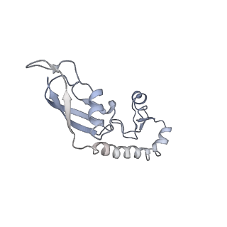 7970_6dnc_K_v1-4
E.coli RF1 bound to E.coli 70S ribosome in response to UAU sense A-site codon