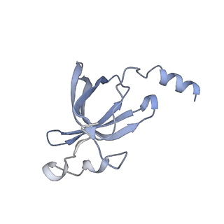 7970_6dnc_T_v1-3
E.coli RF1 bound to E.coli 70S ribosome in response to UAU sense A-site codon