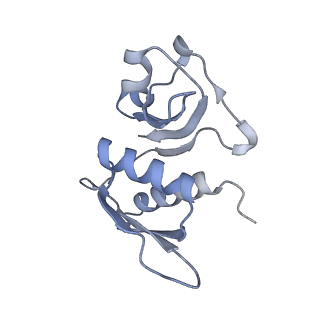7970_6dnc_UA_v1-3
E.coli RF1 bound to E.coli 70S ribosome in response to UAU sense A-site codon