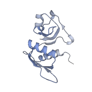 7970_6dnc_UA_v1-4
E.coli RF1 bound to E.coli 70S ribosome in response to UAU sense A-site codon