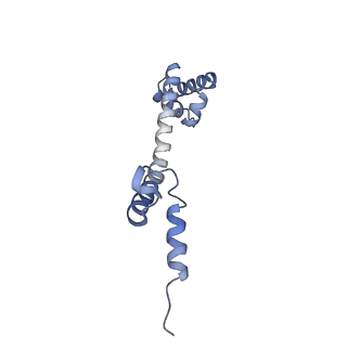 7970_6dnc_U_v1-3
E.coli RF1 bound to E.coli 70S ribosome in response to UAU sense A-site codon