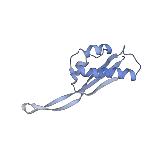 7970_6dnc_W_v1-3
E.coli RF1 bound to E.coli 70S ribosome in response to UAU sense A-site codon