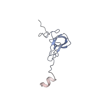 7970_6dnc_YA_v1-3
E.coli RF1 bound to E.coli 70S ribosome in response to UAU sense A-site codon