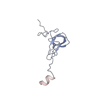 7970_6dnc_YA_v1-4
E.coli RF1 bound to E.coli 70S ribosome in response to UAU sense A-site codon