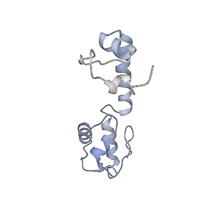 7970_6dnc_ZA_v1-3
E.coli RF1 bound to E.coli 70S ribosome in response to UAU sense A-site codon