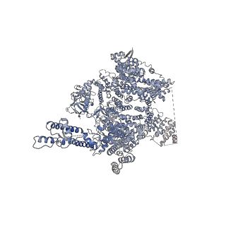 7984_6dqv_B_v1-2
Class 2 IP3-bound human type 3 1,4,5-inositol trisphosphate receptor