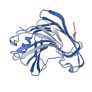 30826_7drc_A_v1-1
Cryo-EM structure of plant receptor like protein RXEG1 in complex with xyloglucanase XEG1 and BAK1