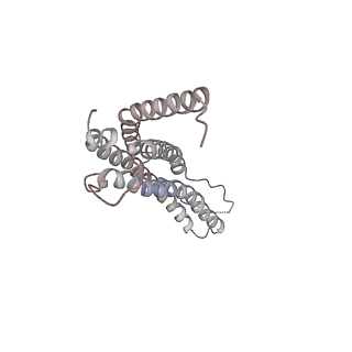 30828_7drw_J_v1-1
Bovine 20S immunoproteasome in complex with two human PA28alpha-beta activators